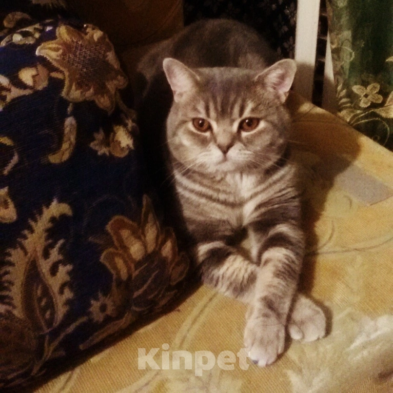 Кошки в Сочи: Потерялся кот британец Сочи Кудепста Мальчик, Бесплатно - фото 4