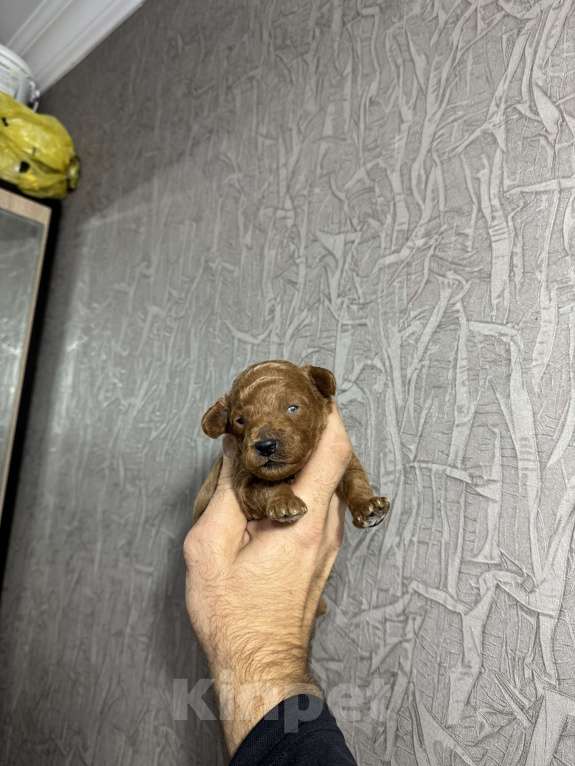 Собаки в Краснодаре: Той пудель  Мальчик, 60 000 руб. - фото 1