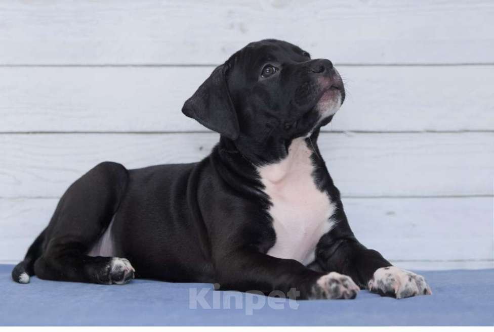 Собаки в Санкт-Петербурге: Черная окраса элитная девочка амстаффа Девочка, 1 руб. - фото 3