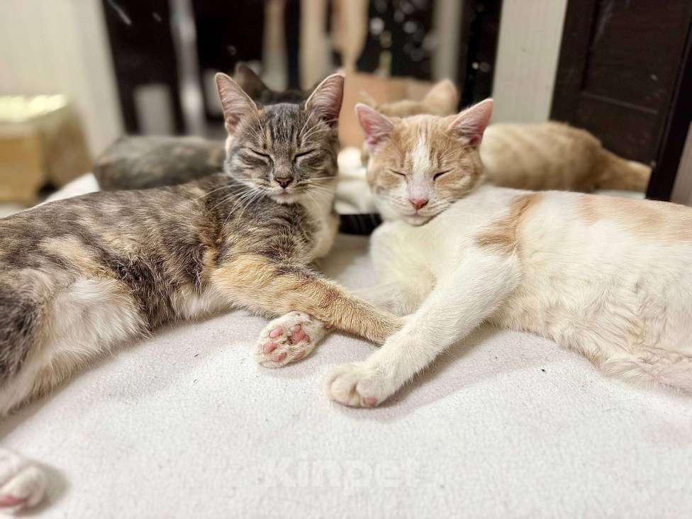 Кошки в Санкт-Петербурге: Братик и сестра ищут новый дом Мальчик, Бесплатно - фото 4