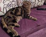 Кошки в Екатеринбурге: Вязка шотландский вислоухий кот, 1 500 руб. - фото 1