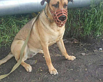 Собаки в Ангарске: Ищем жениха, Бесплатно - фото 5