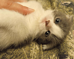 Кошки в Новокубанске: Котята, 1 500 руб. - фото 1