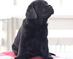 Собаки в Санкт-Петербурге: Лабрадор чёрный мальчик Мальчик, 100 000 руб. - фото 4