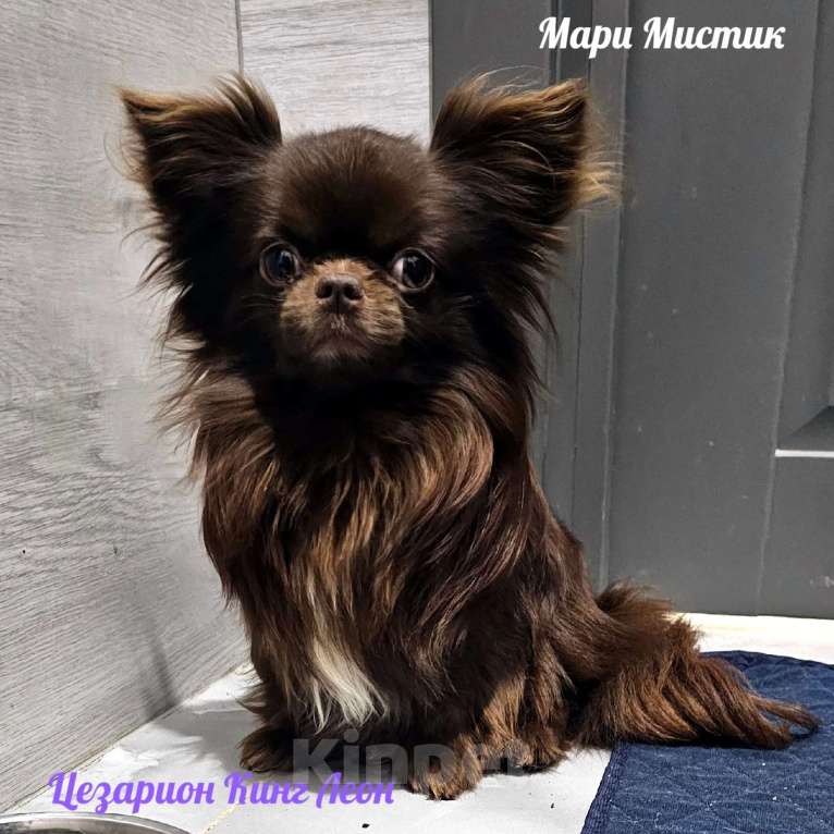 Собаки в Санкт-Петербурге: Жофрей короткошерстный чихуахуа шоколадного окраса Мальчик, 50 000 руб. - фото 4