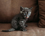 Кошки в Москве: Котенок Сапфир, 2 месяца Мальчик, Бесплатно - фото 3