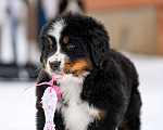 Собаки в Волоколамске: Бернский Зенненхунд, щенок сука РКФ Девочка, 120 000 руб. - фото 6