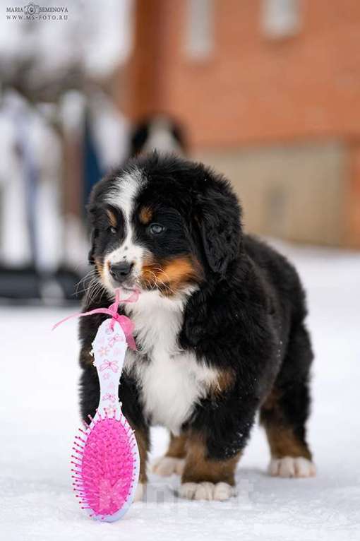 Собаки в Волоколамске: Бернский Зенненхунд, щенок сука РКФ Девочка, 120 000 руб. - фото 6