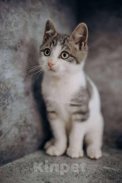 Кошки в Москве: Степан ищет дом!  Мальчик, Бесплатно - фото 2