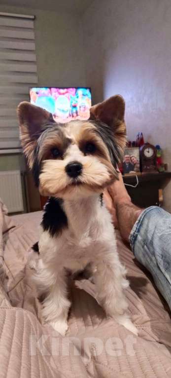 Собаки в Кашире: Тима ищет добрых и верных друзей Мальчик, 35 000 руб. - фото 2