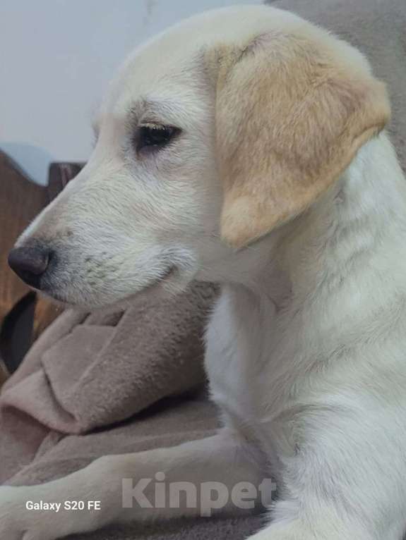 Собаки в Москве: Милейшая девочка хочет домой Девочка, Бесплатно - фото 7