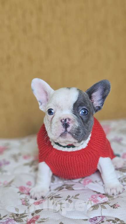 Собаки в Химках: Французский бульдог щенки Девочка, 50 000 руб. - фото 2