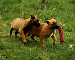 Собаки в Москве: Прекрасные щенки, девочки Малинуа (Бельгийские овчарки) Девочка, 120 000 руб. - фото 6