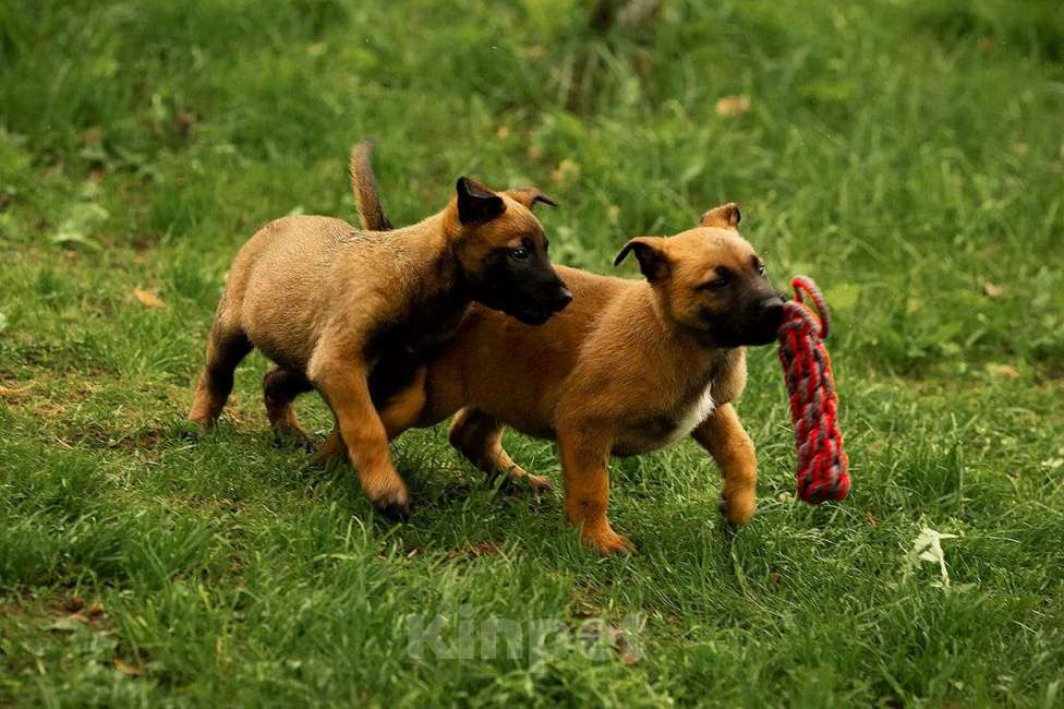 Собаки в Москве: Прекрасные щенки, девочки Малинуа (Бельгийские овчарки) Девочка, 120 000 руб. - фото 6