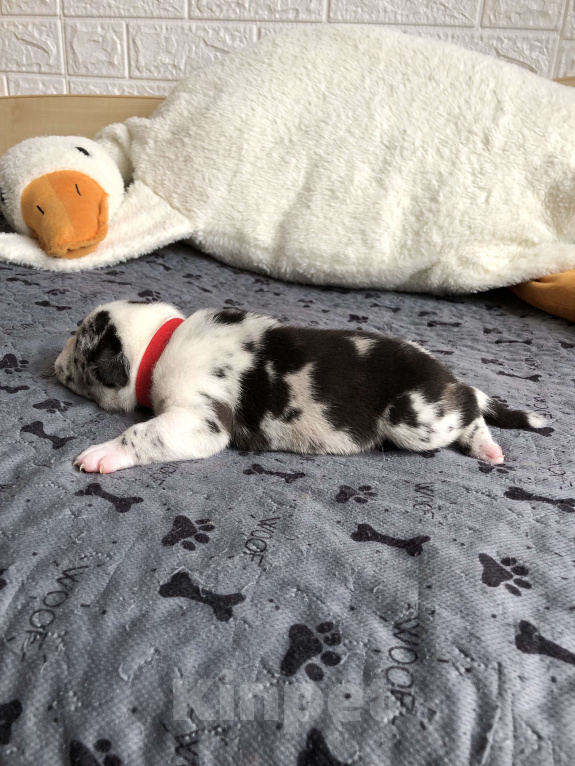 Собаки в Волгограде: Американский булли девочка покет Девочка, 90 000 руб. - фото 4