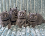 Кошки в Санкт-Петербурге: Продаются британские котята в разведение и как домашний любимец Разнополые, Бесплатно - фото 1