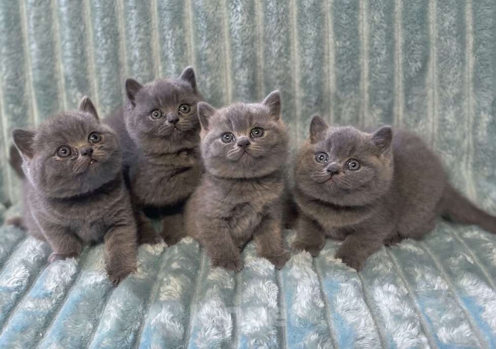 Кошки в Санкт-Петербурге: Продаются британские котята в разведение и как домашний любимец Разнополые, Бесплатно - фото 1