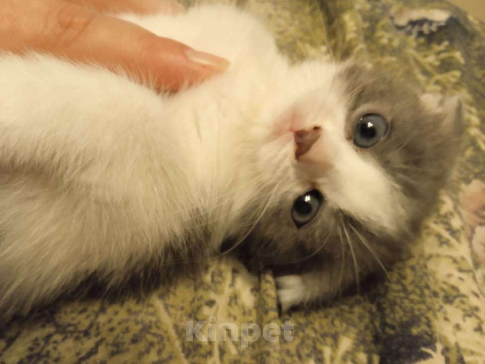 Кошки в Новокубанске: Котята, 1 500 руб. - фото 1
