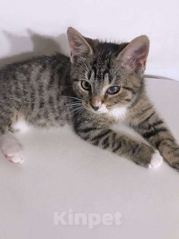 Кошки в Москве: Обаятельный минитигренок, котенок Ося ищет дом Мальчик, 10 руб. - фото 6