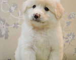 Собаки в Москве: Белая Швейцарская Овчарка щенок  Мальчик, 5 000 руб. - фото 6