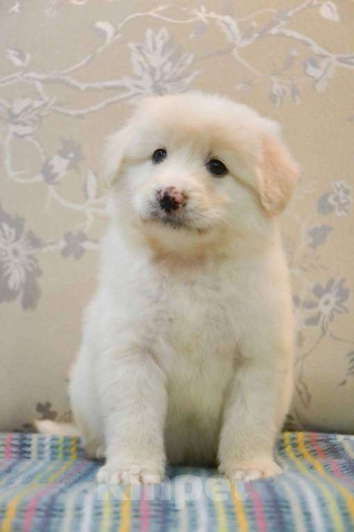 Собаки в Москве: Белая Швейцарская Овчарка щенок  Мальчик, 5 000 руб. - фото 6