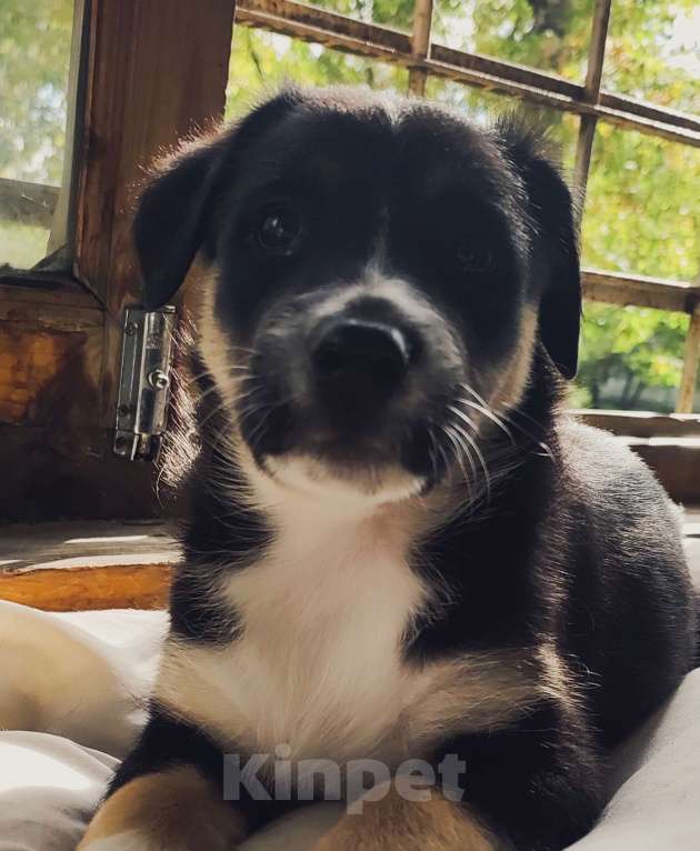 Собаки в Москве: Щенок бесплатно  Девочка, Бесплатно - фото 1