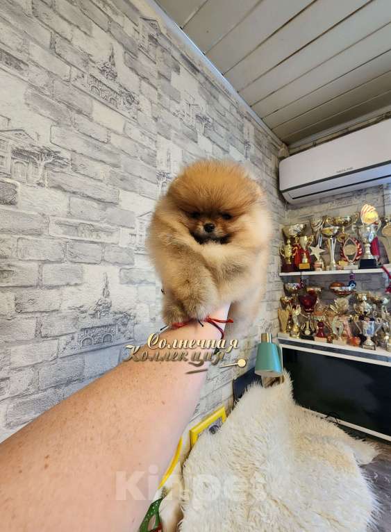 Собаки в Москве: Мини мальчик померанского шпица из племенного Мальчик, Бесплатно - фото 2