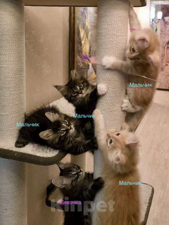 Кошки в Томске: Резервирование котят от титулованных родителей Девочка, 40 000 руб. - фото 3