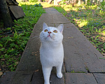 Кошки в Прокопьевске: Продам шотландских породистых котят Разнополые, 5 000 руб. - фото 10