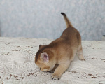 Кошки в Краснодаре: шотландская золотая шеншила Мальчик, 20 000 руб. - фото 2