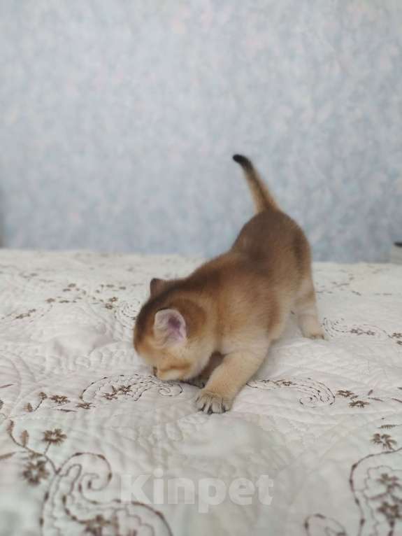 Кошки в Краснодаре: шотландская золотая шеншила Мальчик, 20 000 руб. - фото 2