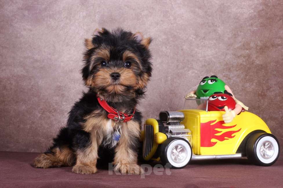 Собаки в Москве: Йоркширский породный красавчик Ютубик 🥰 РКФ Мальчик, 45 000 руб. - фото 10