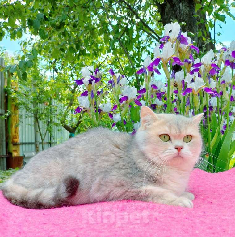 Кошки в Санкт-Петербурге: Голубая золотая шиншилла Девочка, 5 000 руб. - фото 5