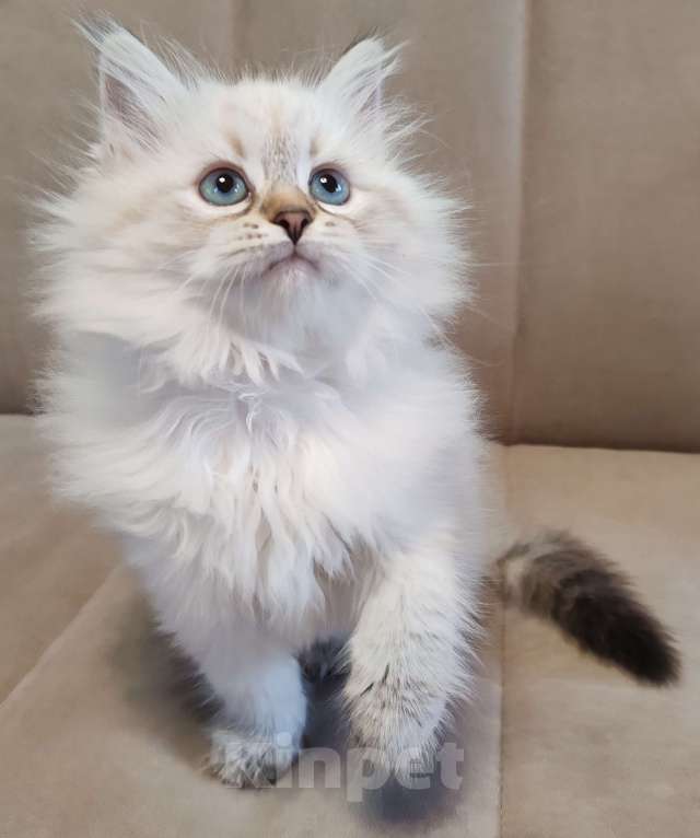 Кошки в других городах Московской области: Девочка Кларисса Девочка, 80 000 руб. - фото 3