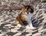 Кошки в других городах Новосибирской области: Котёнок Мейн-кун  Девочка, 18 000 руб. - фото 7