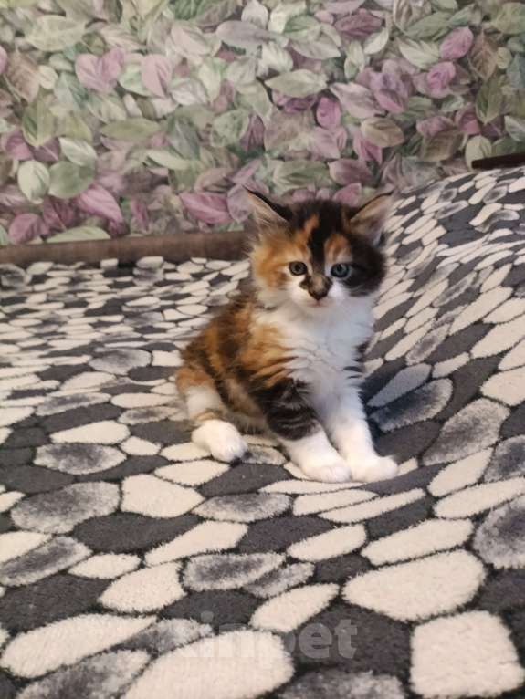Кошки в других городах Новосибирской области: Котёнок Мейн-кун  Девочка, 18 000 руб. - фото 7