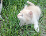 Кошки в Минусинске: Котята Мальчик, 1 руб. - фото 7