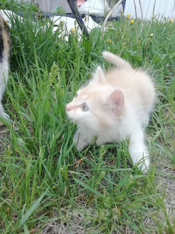 Кошки в Минусинске: Котята Мальчик, 1 руб. - фото 7