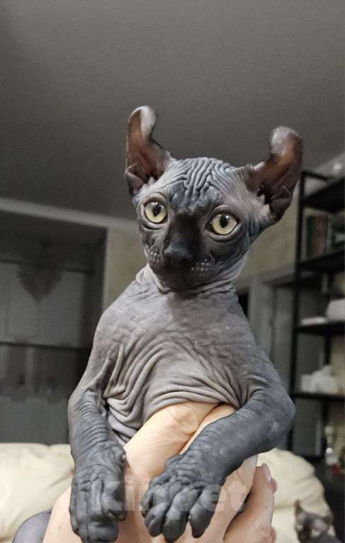 Кошки в Химках: Котенок Эльф мальчик Мальчик, 55 000 руб. - фото 6