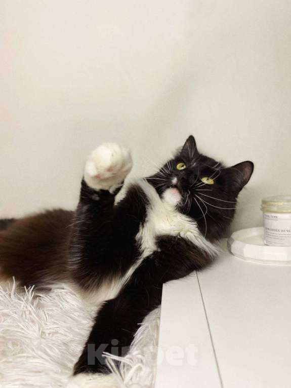 Кошки в Балашихе: Миртл Девочка, Бесплатно - фото 3