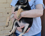 Собаки в Москве: Милая, очень добрая и веселая девочка-щенок Лиззи ищет дом Девочка, 10 руб. - фото 6