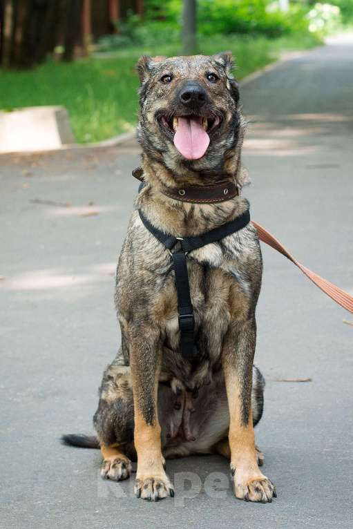 Собаки в Москве: Собака для людей без опыта Девочка, Бесплатно - фото 3