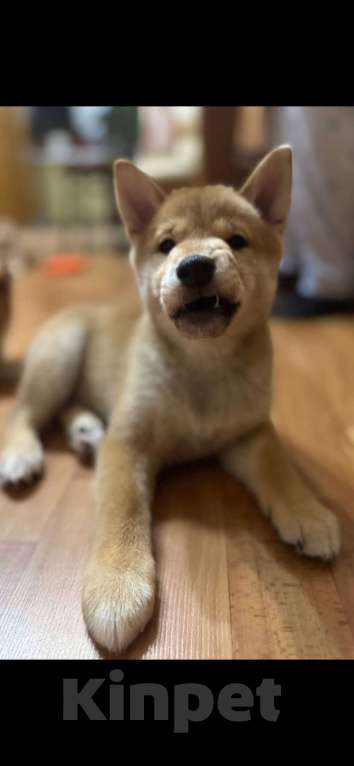 Собаки в Тюмени: Девочки породы Сиба ину Девочка, 35 000 руб. - фото 3