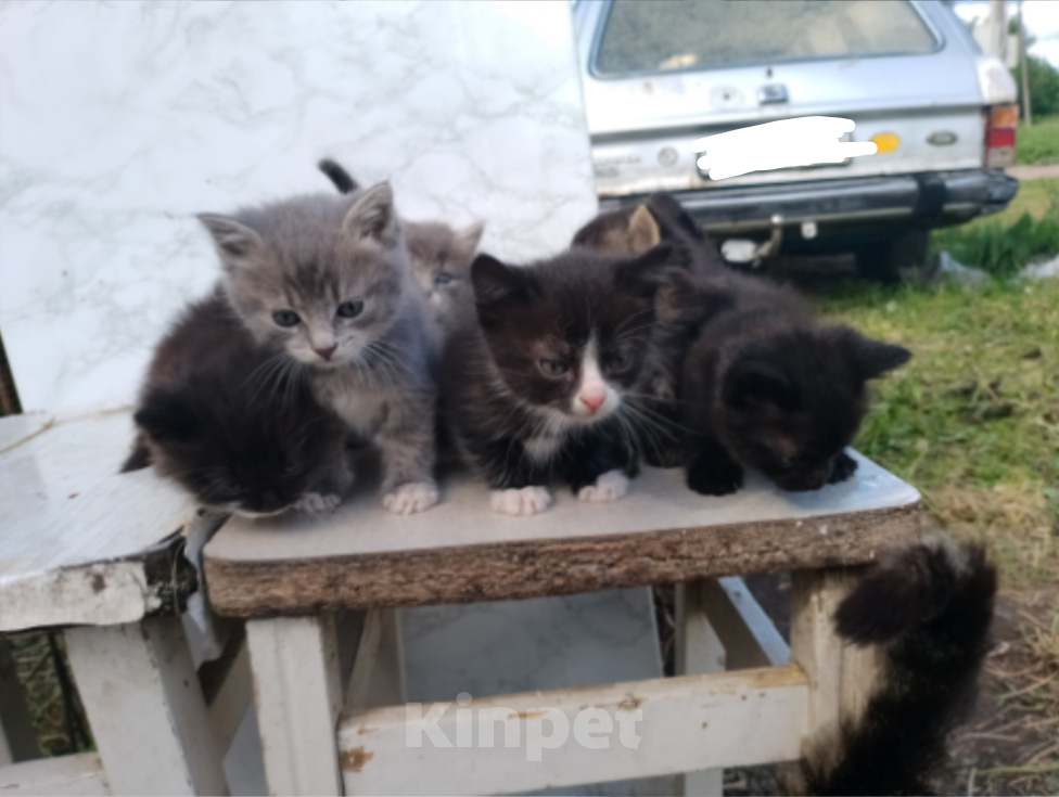 Кошки в Москве: Котята в добрые руки Девочка, Бесплатно - фото 3