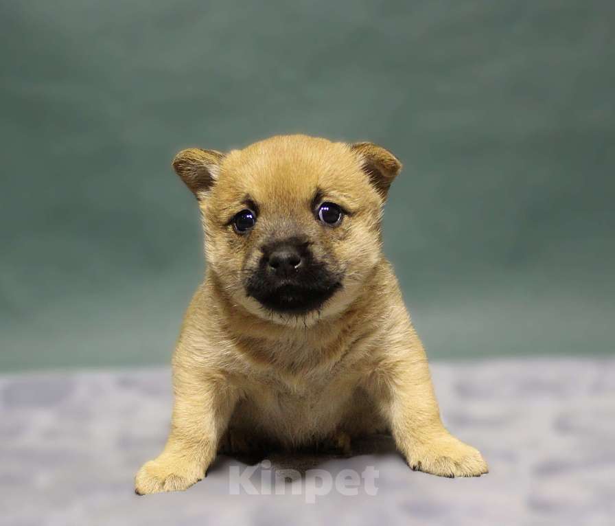 Собаки в Москве: Щенки Девочка, Бесплатно - фото 2