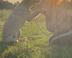 Собаки в Владимире: Девочка в добрые руки Девочка, Бесплатно - фото 1