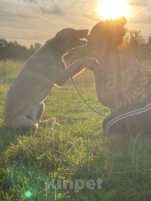 Собаки в Владимире: Девочка в добрые руки Девочка, Бесплатно - фото 1