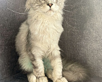 Кошки в Омске: Котята Мейн Кун с документами Мальчик, 35 000 руб. - фото 4