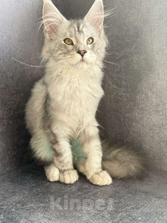 Кошки в Омске: Котята Мейн Кун с документами Мальчик, 35 000 руб. - фото 4