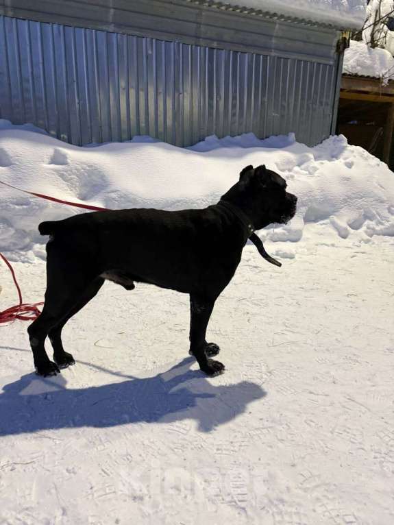 Собаки в Ногинске: Муфа - кане-корсо попал в приют Мальчик, Бесплатно - фото 5